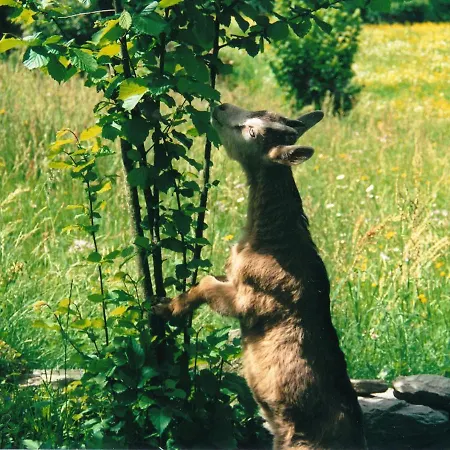 Spacious Near Forest In Oberprechtal Elzach