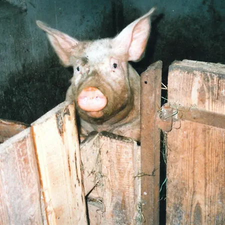 Spacious Near Forest In Oberprechtal Appartement Elzach